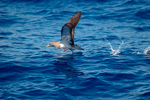 Dia Mundial dos Oceanos