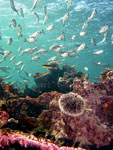 Galápagos, paraíso para mergulhadores